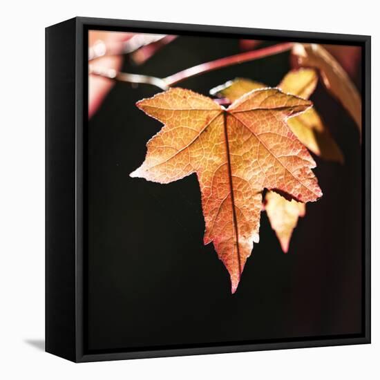 Amber Leaves III-Rita Crane-Framed Stretched Canvas