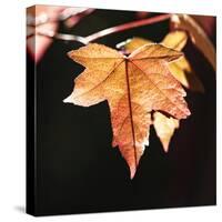 Amber Leaves III-Rita Crane-Stretched Canvas