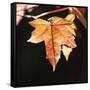 Amber Leaves III-Rita Crane-Framed Stretched Canvas