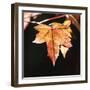 Amber Leaves III-Rita Crane-Framed Photographic Print