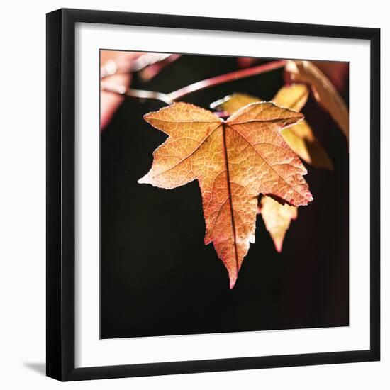 Amber Leaves III-Rita Crane-Framed Photographic Print