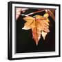 Amber Leaves III-Rita Crane-Framed Photographic Print