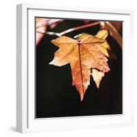 Amber Leaves III-Rita Crane-Framed Photographic Print