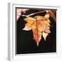 Amber Leaves III-Rita Crane-Framed Photographic Print