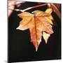 Amber Leaves III-Rita Crane-Mounted Photographic Print