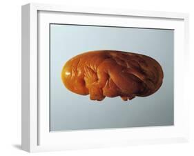 Amber Lid of Perfume Jar, Decorated with Carved Figure of Dolphin-null-Framed Giclee Print