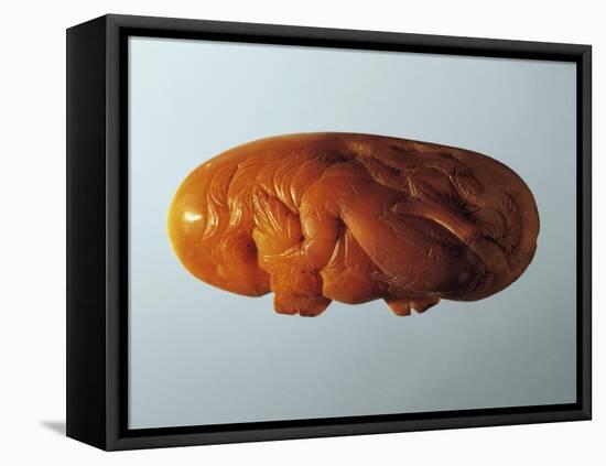 Amber Lid of Perfume Jar, Decorated with Carved Figure of Dolphin-null-Framed Stretched Canvas