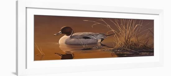 Amber Light - Pintail-Wilhelm Goebel-Framed Premium Giclee Print