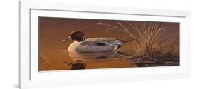 Amber Light - Pintail-Wilhelm Goebel-Framed Premium Giclee Print