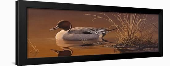 Amber Light - Pintail-Wilhelm Goebel-Framed Premium Giclee Print