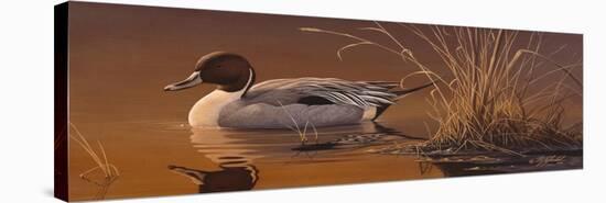 Amber Light - Pintail-Wilhelm Goebel-Stretched Canvas