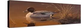 Amber Light - Pintail-Wilhelm Goebel-Stretched Canvas