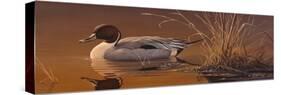 Amber Light - Pintail-Wilhelm Goebel-Stretched Canvas