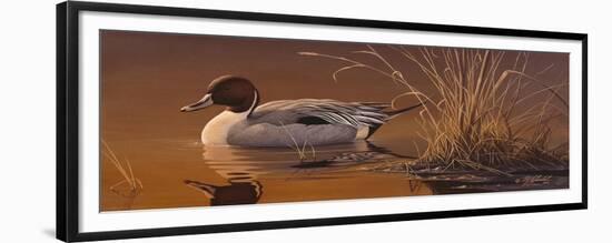 Amber Light - Pintail-Wilhelm Goebel-Framed Giclee Print