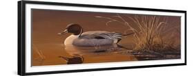 Amber Light - Pintail-Wilhelm Goebel-Framed Giclee Print