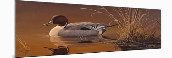 Amber Light - Pintail-Wilhelm Goebel-Mounted Giclee Print