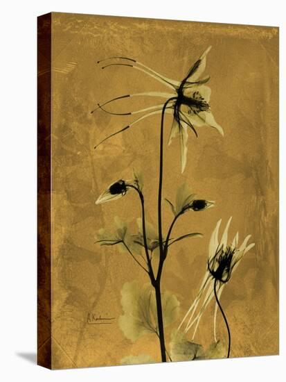 Amber Opus Columbine-Albert Koetsier-Stretched Canvas