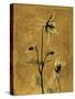 Amber Opus Columbine-Albert Koetsier-Stretched Canvas