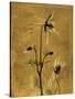 Amber Opus Columbine-Albert Koetsier-Stretched Canvas