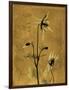 Amber Opus Columbine-Albert Koetsier-Framed Art Print