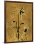 Amber Opus Columbine-Albert Koetsier-Framed Art Print