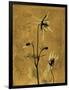 Amber Opus Columbine-Albert Koetsier-Framed Art Print