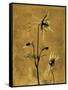 Amber Opus Columbine-Albert Koetsier-Framed Stretched Canvas