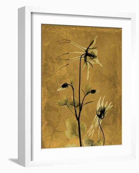 Amber Opus Columbine-Albert Koetsier-Framed Premium Giclee Print