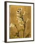 Amber Opus Foxglove-Albert Koetsier-Framed Art Print