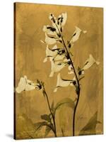 Amber Opus Foxglove-Albert Koetsier-Stretched Canvas