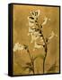 Amber Opus Foxglove-Albert Koetsier-Framed Stretched Canvas