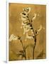 Amber Opus Foxglove-Albert Koetsier-Framed Art Print