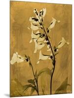 Amber Opus Foxglove-Albert Koetsier-Mounted Art Print