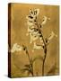 Amber Opus Foxglove-Albert Koetsier-Stretched Canvas