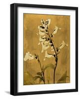 Amber Opus Foxglove-Albert Koetsier-Framed Premium Giclee Print