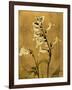 Amber Opus Foxglove-Albert Koetsier-Framed Art Print