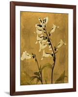 Amber Opus Foxglove-Albert Koetsier-Framed Art Print