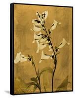 Amber Opus Foxglove-Albert Koetsier-Framed Stretched Canvas