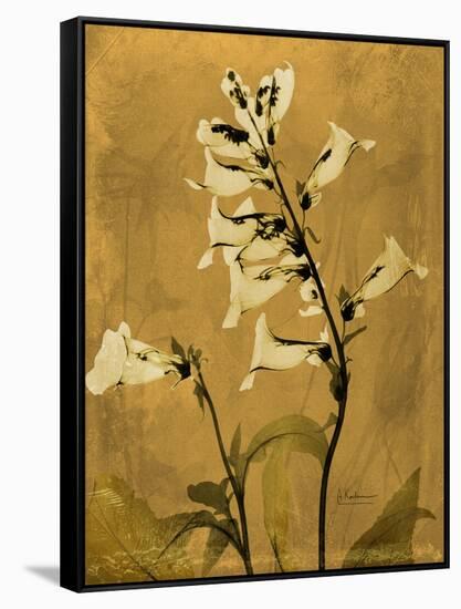 Amber Opus Foxglove-Albert Koetsier-Framed Stretched Canvas