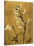 Amber Opus Foxglove-Albert Koetsier-Stretched Canvas