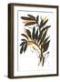 Amber Palm I-Chris Paschke-Framed Art Print