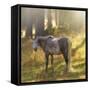 Ambient Grace-Amanda Smith-Framed Stretched Canvas