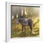 Ambient Grace-Amanda Smith-Framed Photographic Print