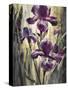 Ambient Iris 2-Brent Heighton-Stretched Canvas