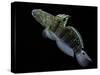 Amblygobius Phalaena (Banded Goby, Whitebarred Goby)-Paul Starosta-Stretched Canvas