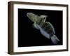 Amblygobius Phalaena (Banded Goby, Whitebarred Goby)-Paul Starosta-Framed Photographic Print