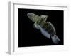 Amblygobius Phalaena (Banded Goby, Whitebarred Goby)-Paul Starosta-Framed Photographic Print