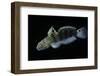 Amblygobius Phalaena (Banded Goby, Whitebarred Goby)-Paul Starosta-Framed Photographic Print