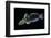 Amblygobius Phalaena (Banded Goby, Whitebarred Goby)-Paul Starosta-Framed Photographic Print