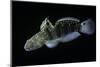 Amblygobius Phalaena (Banded Goby, Whitebarred Goby)-Paul Starosta-Mounted Photographic Print